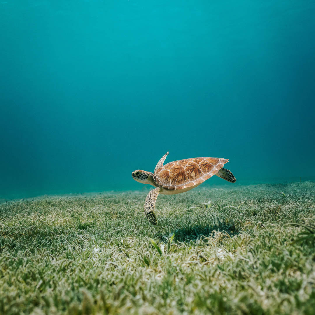 Sea turtle swimming above ocean floor