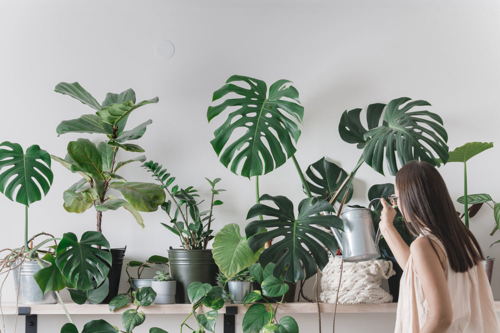 woman watering houseplants