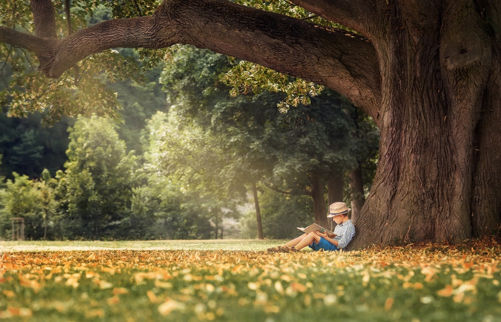 Little boy sitting under tree reading book