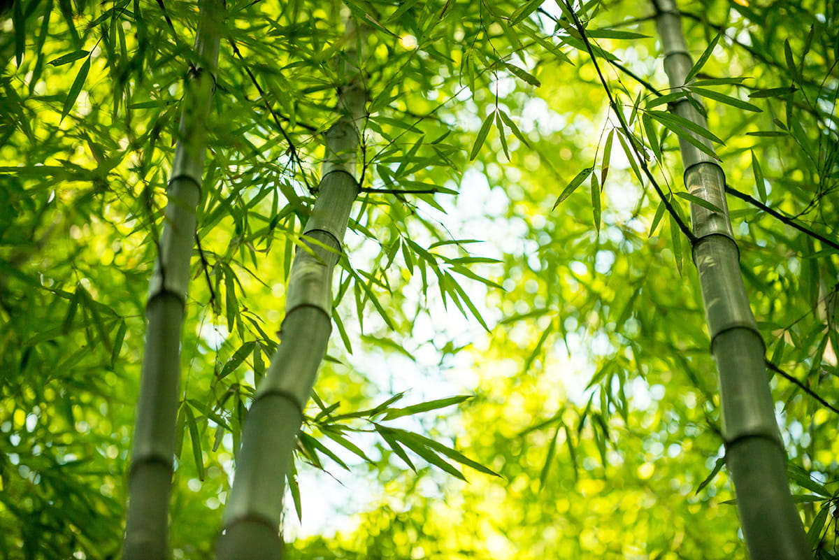 What’s so great about bamboo?