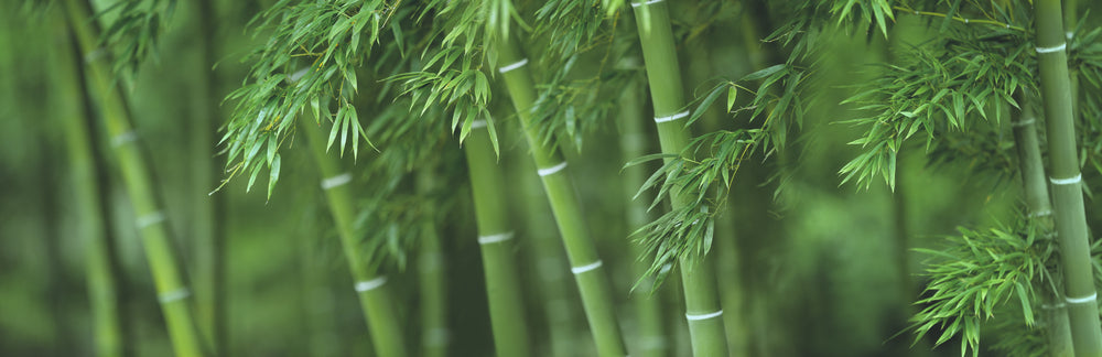 Bamboo Forest 
