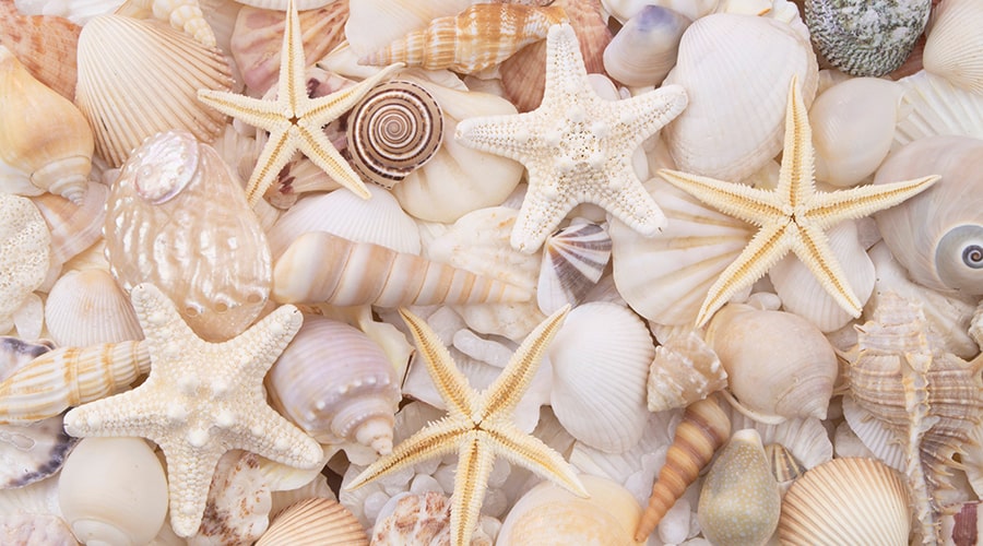 Sea Shells